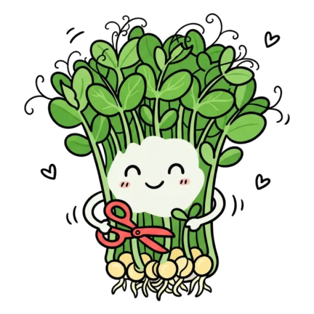 豆苗のステージ3のすがた