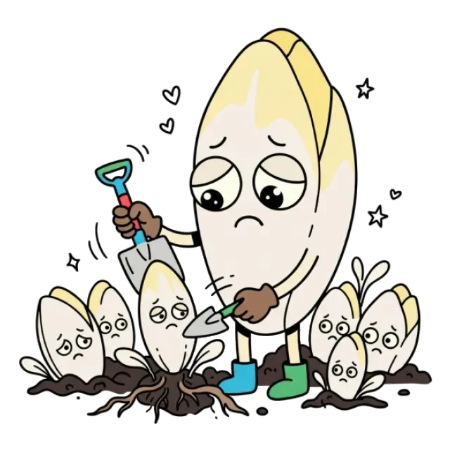 チコリのステージ3のすがた