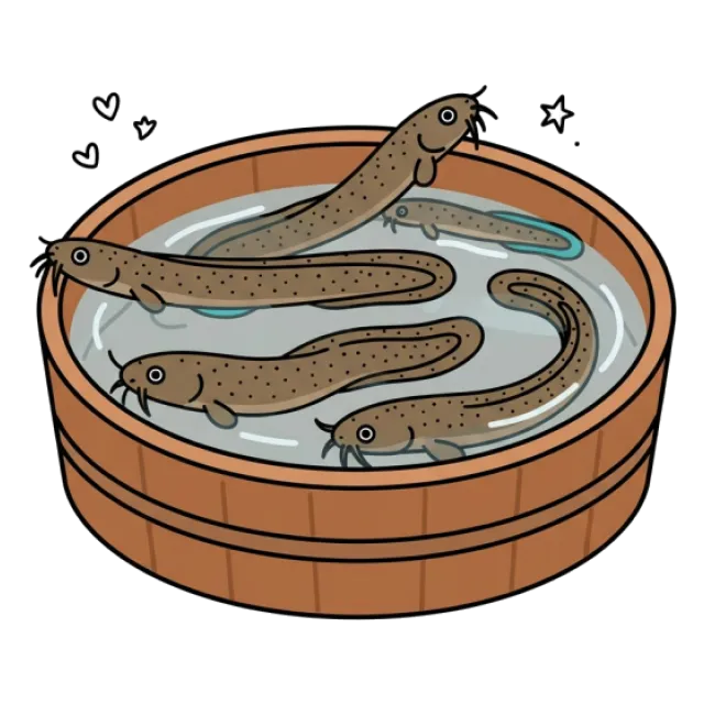 ドジョウのステージ2のすがた