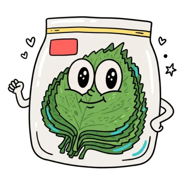 えごまの葉のステージ2のすがた