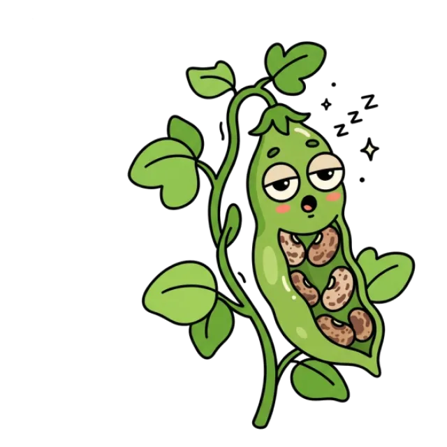 うずら豆のステージ4のすがた