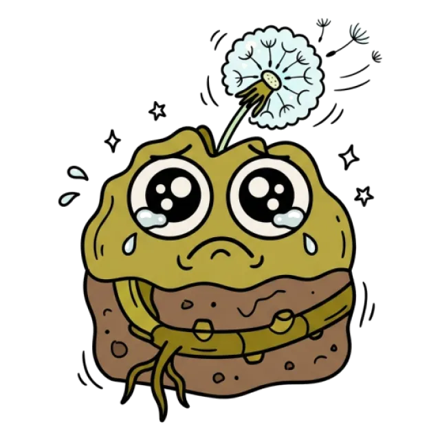 ふきのとうのステージ5のすがた