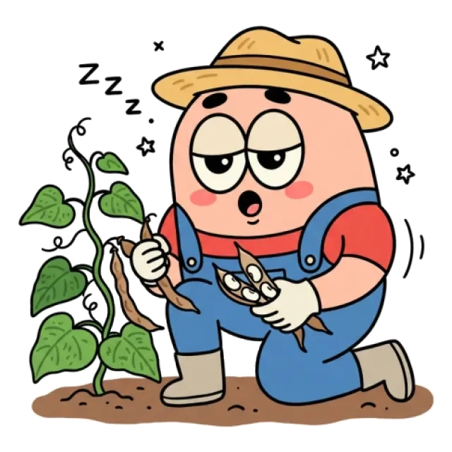 白花豆のステージ3のすがた