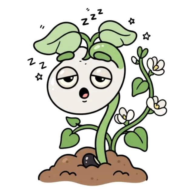 白花豆のステージ5のすがた