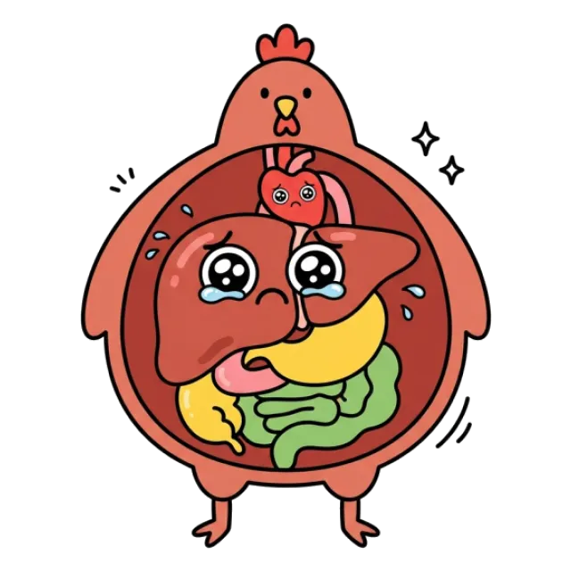 レバーのステージ4のすがた